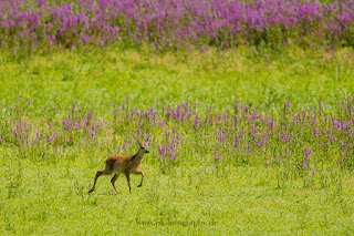 Wildlifefotografie Wild Rehbock Ricke Lippeaue