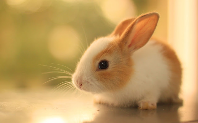 Rabbit-HD-Wallpapers