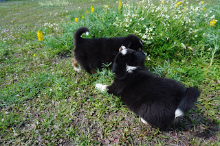 cachorros pastor australiano