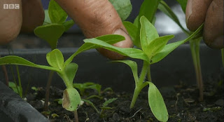 Pricking out seedlings