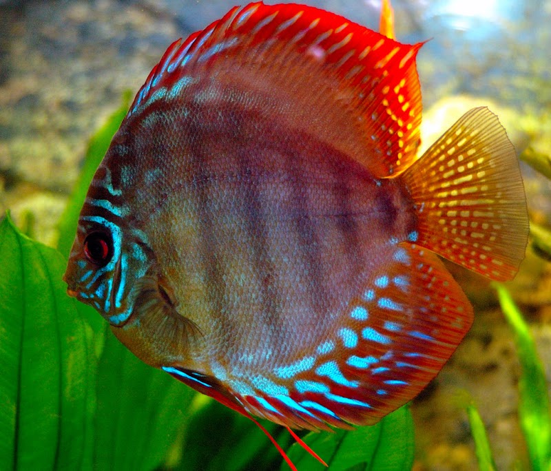 21+ Discus Fish Types, Percantik Hunian!