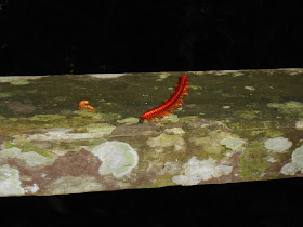 Niah National Park Sarawak