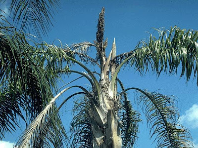 Palm Fertilizer on Queen Palm Tree  Queen Palm Tree Problems
