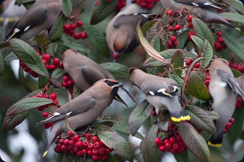 Amazing Beauty of Waxwing Birds4