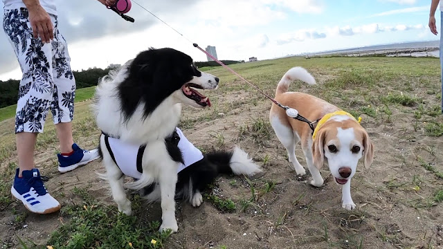 保護犬 ボーダーコリー トーマ