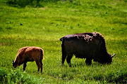 Yellowstone National Park. (img )