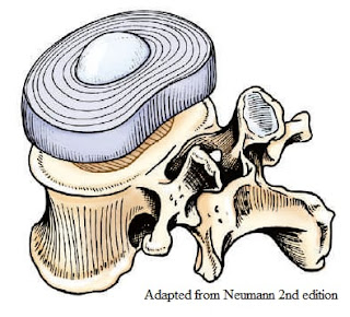 Intervertebral Disc | A Brief Introduction 