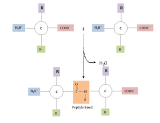 Peptide Bond Formation