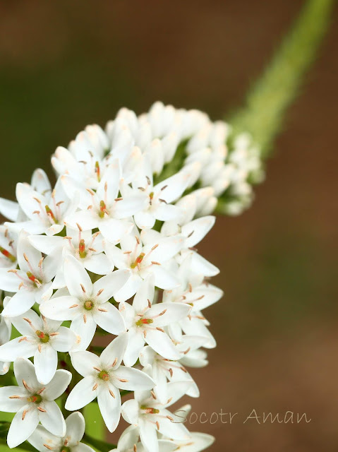 Lysimachia clethroides