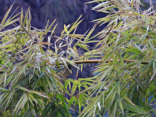 Moso Bamboo in Wangling Park