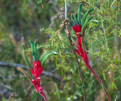 Mangles' Kangaroo Paw (Anigozanthos manglesii) 