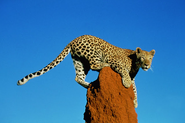 Okonjima Africat Otjiwarongo, Namibia