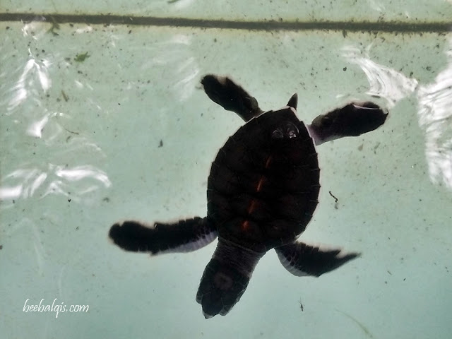 Tukik Lucu di Pulau Sangalaki