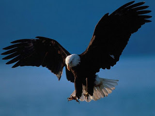 Reflexión de hoy: Águila o Gallina