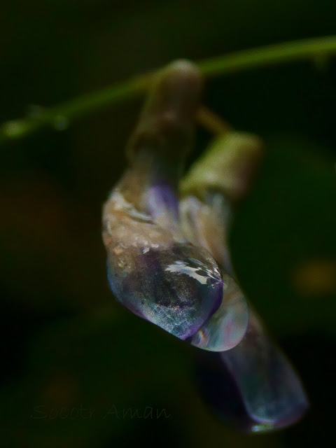 Vicia unijuga