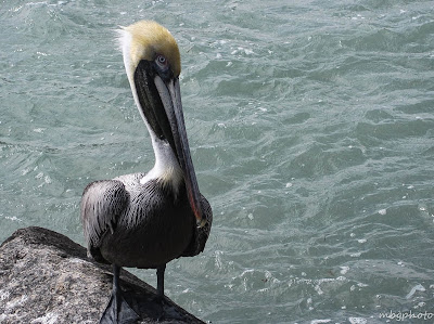 pelican on the beach photo by mbgphoto