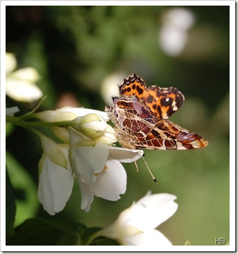 Jasmin mit Landkärtchen © H. Brune