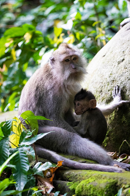 Scimmie nella Monkey forest-Ubud-Bali