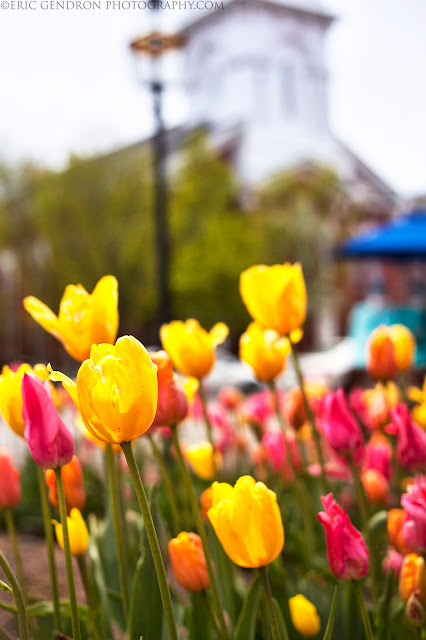 Colorful Tulips in Downtown Portsmouth