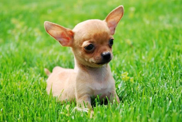 Chihuahua dog cute