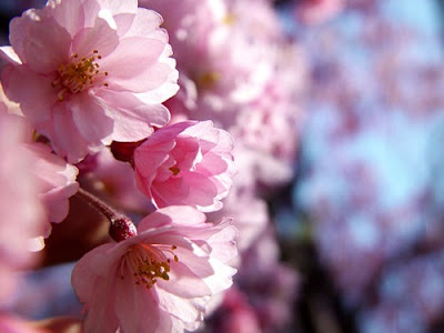 cherry tree blossom. The Cherry Tree Story;