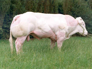  Monster Cows picture