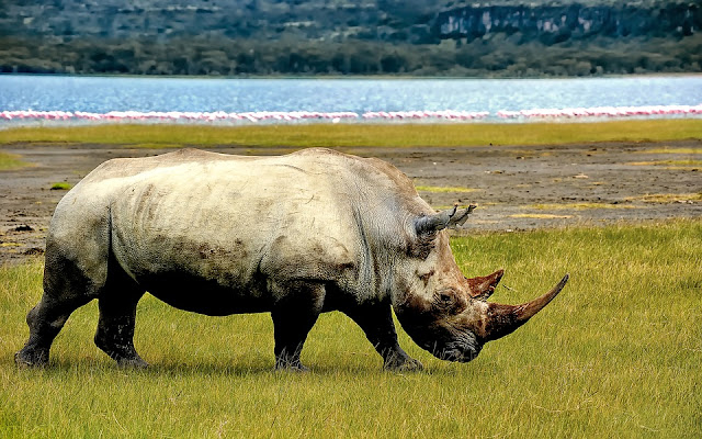 Learn fun and interesting facts about the rhinoceros. Where do they live? What do they eat? What is a crush? How can we protect them?