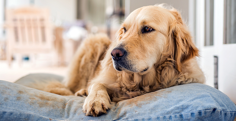  La stérilisation chimique chez le chien