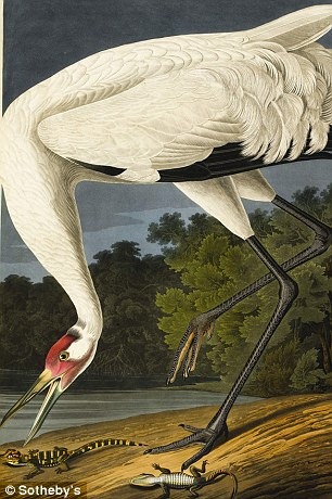 birds-of-america (7)