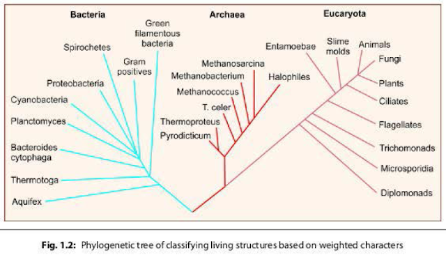 Phylogenetic classification of bacteria