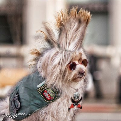 Animals punk Seen On www.coolpicturegallery.us