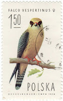 Fêmea do falcão-de-pés-vermelhos