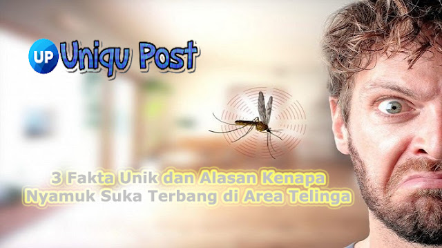 3 Fakta Unik dan Alasan Kenapa Nyamuk Suka Terbang di Area Telinga