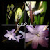 Hyacinten blommar