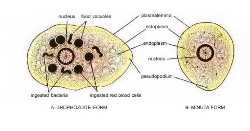 Entamoeba histolytica