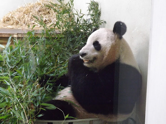 A panda eating bamboo