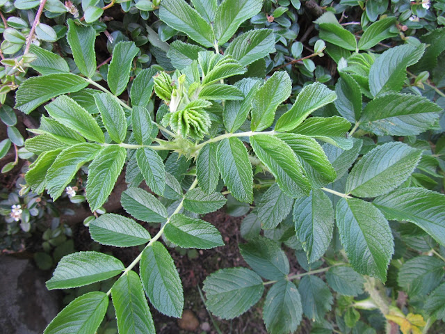 Rami rosa rugosa