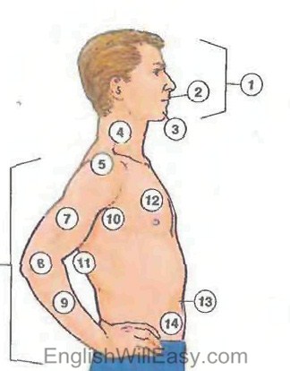 human body1 Human body: Body, Head, Eye, Hand, Foot; Internal Organs people english through pictures