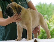 BULLMASTIFF KENNEL ISDVARISKIU: New!!! Puppies LEATHERNECK NORTHERN .