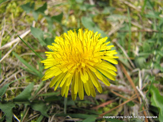 Dandelions