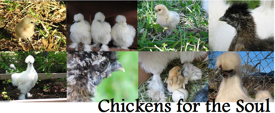 Chickens for the Soul