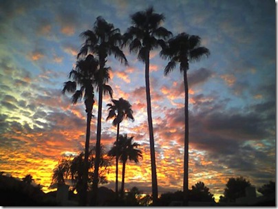 Palmsoriginal
