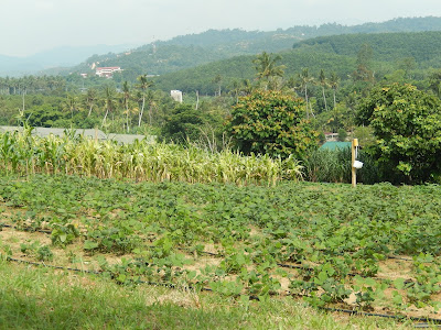 知知港生态农场度假村有机农场，titi eco farm resort organic farm