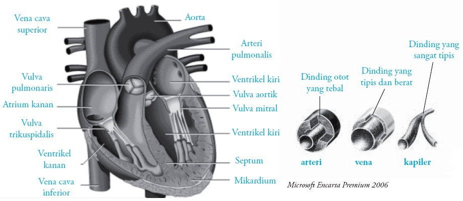 Fungsi Jantung  Manusia Gambar