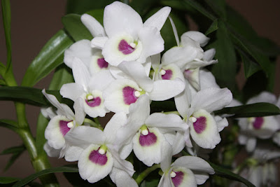 Dendrobium Himezakura orchid hybrid care and culture