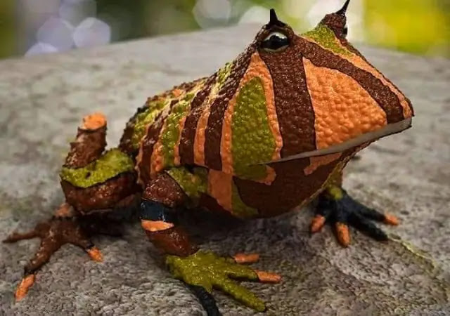 Top 10 weirdest frogs on earth