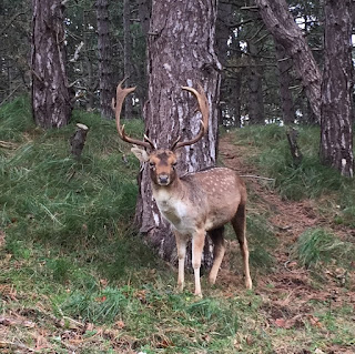 damherten amsterdamsewaterleidingduinen wandelen geocachen