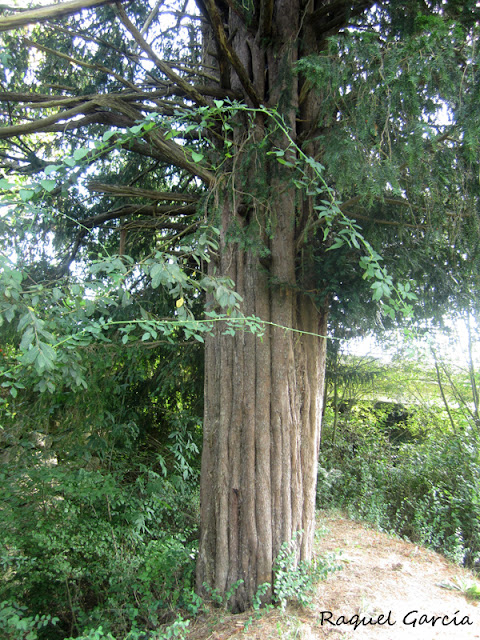 Tejo de Izarra. Urkabustaiz. Alava.