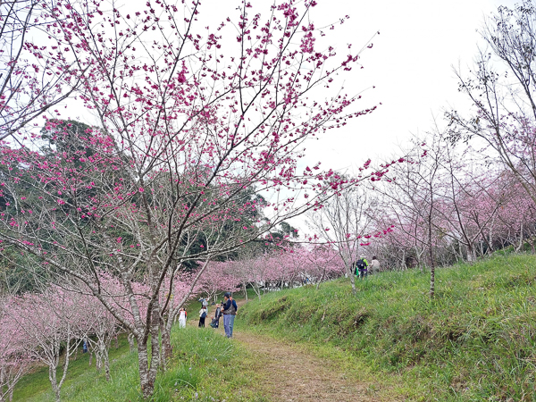 高雄桃源寶山二集團櫻花公園(38甲櫻花公園)，高雄首選賞櫻勝地