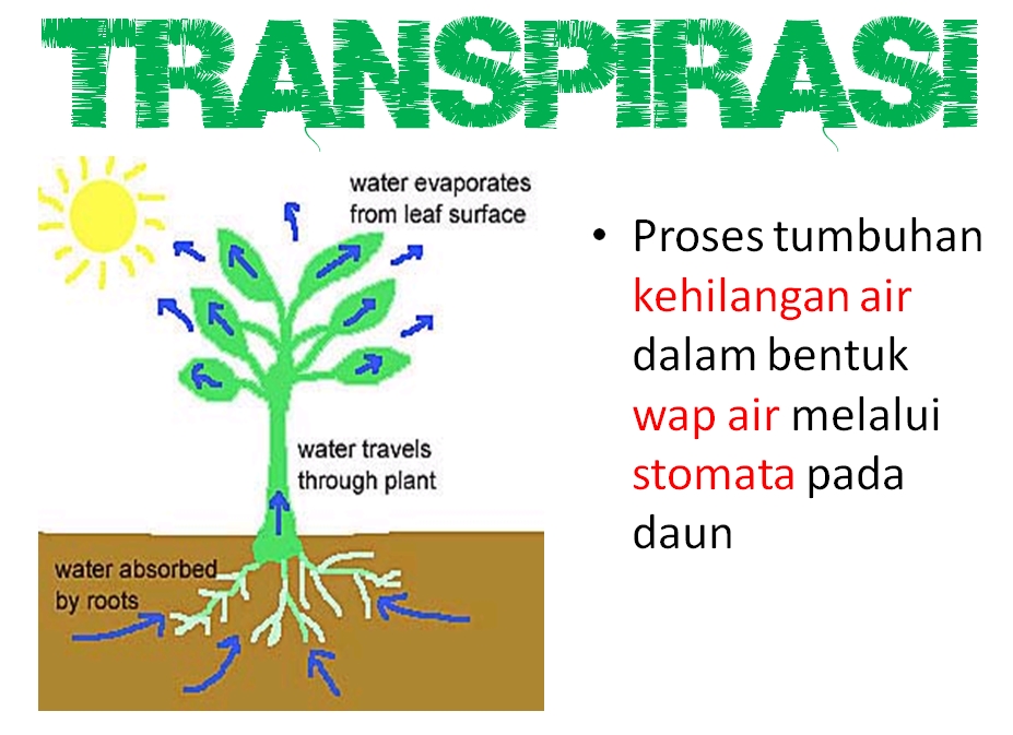 Sistem Pengangkutan Dalam Tumbuhan ~ CiKGUHAiLMi